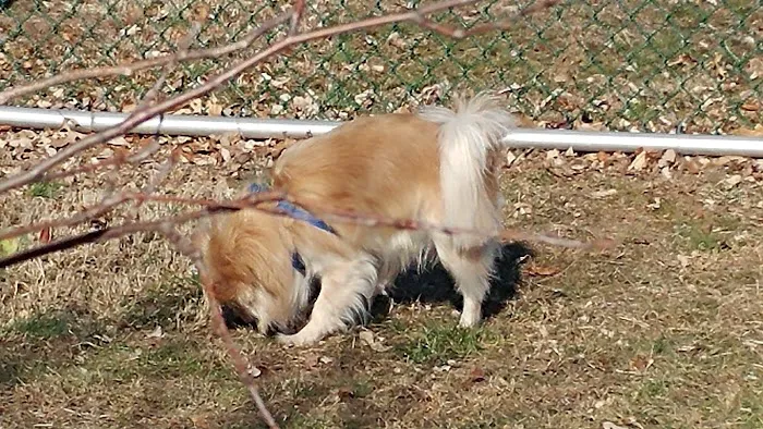 Perkasie Dog Park 4