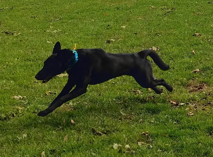 Nazareth Dog Park 4