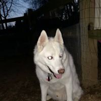 Nazareth Dog Park ico