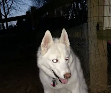 Nazareth Dog Park