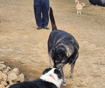 Monocacy park-off leash recreation area