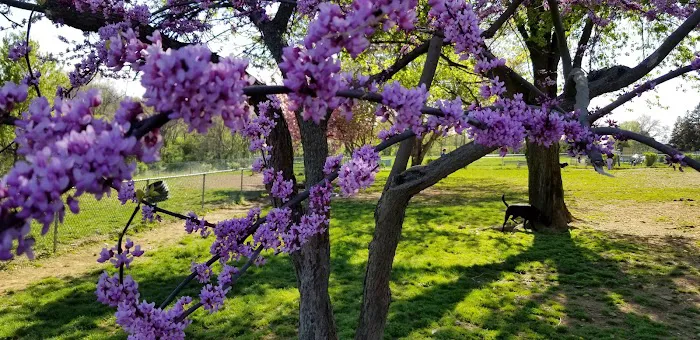 Monocacy park-off leash recreation area 6