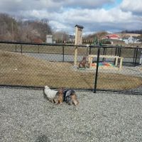 Paw Park ico