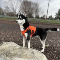 Hanover Township Dog Park ico