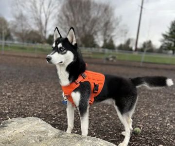 Hanover Township Dog Park
