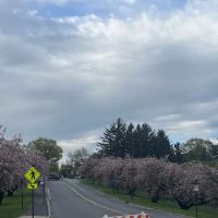 Cedar Creek Parkway West Dog Park ico