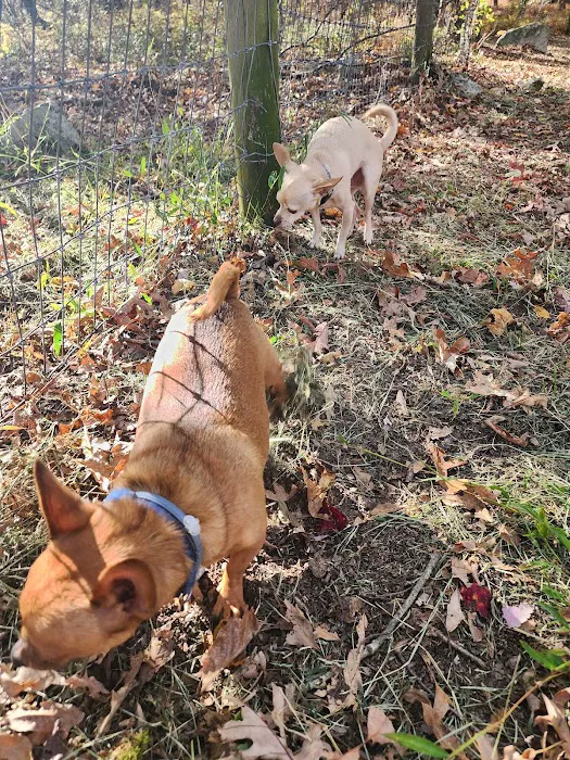 Wild Acres Dog Park 2