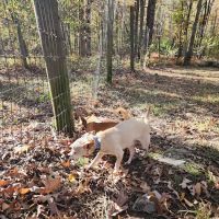 Wild Acres Dog Park ico