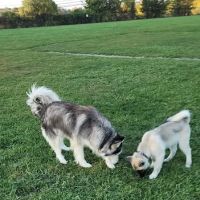Maple Hill Dog Park ico