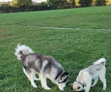 Maple Hill Dog Park