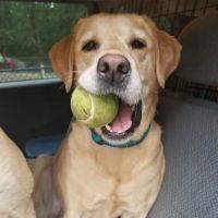 Smith Clove Dog Park ico