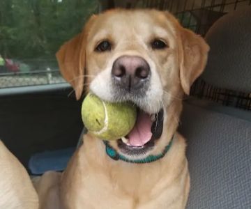 Smith Clove Dog Park