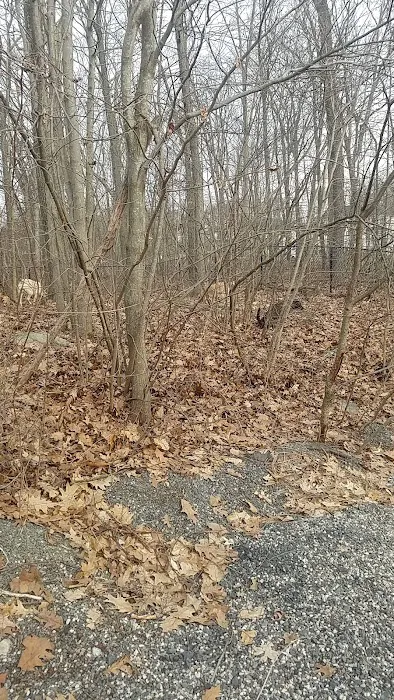 Smith Clove Dog Park 2
