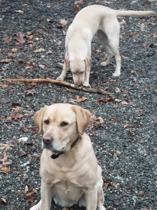 Smith Clove Dog Park 3