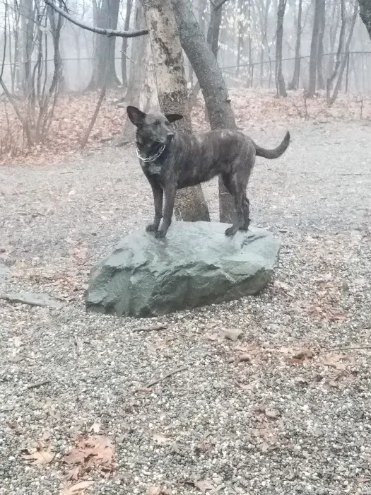 Smith Clove Dog Park 10