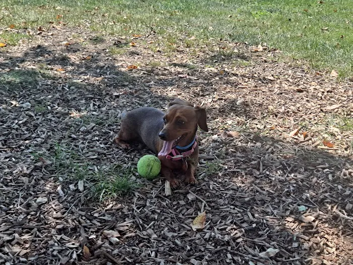 Dog Park at Thomas Bull Memorial Park 6