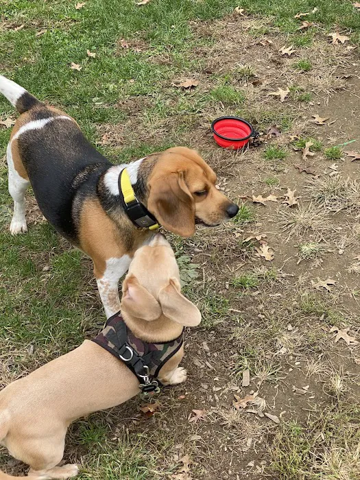 Dog Park at Thomas Bull Memorial Park 2