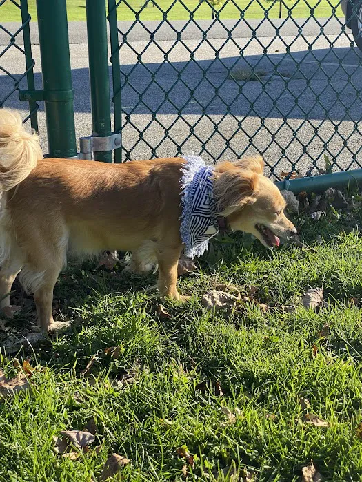 Dog Park at Thomas Bull Memorial Park 4