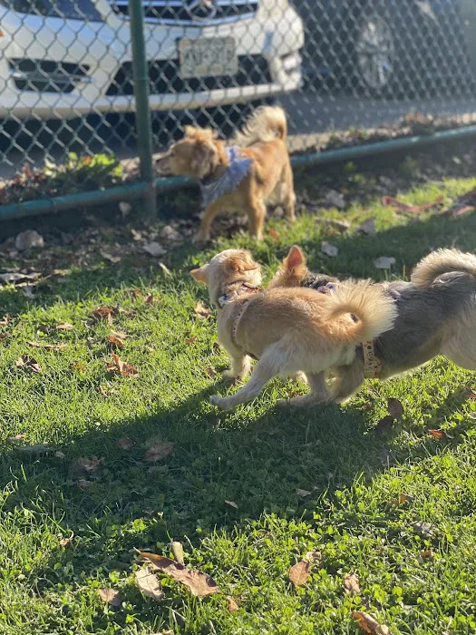 Dog Park at Thomas Bull Memorial Park 1