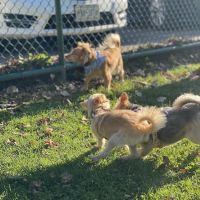 Dog Park at Thomas Bull Memorial Park ico