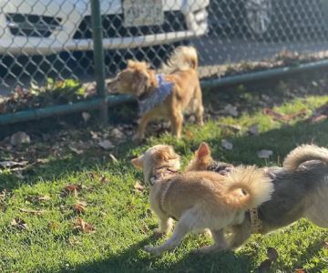 Dog Park at Thomas Bull Memorial Park