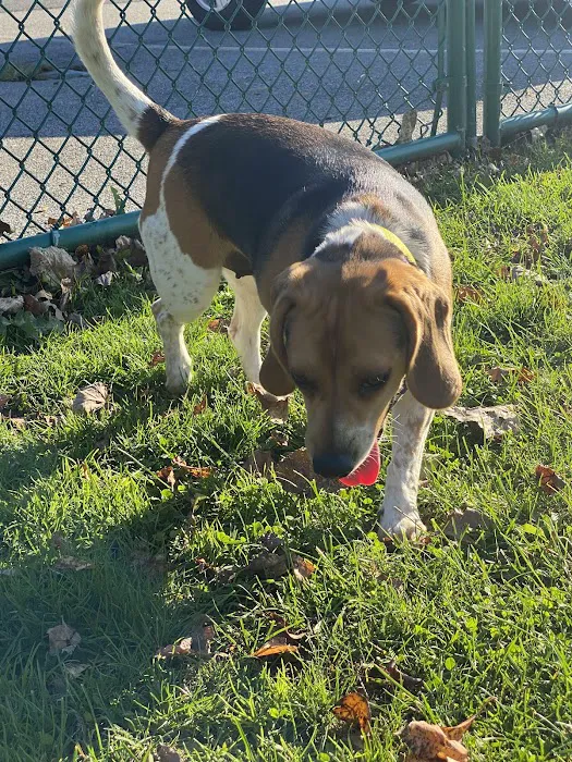 Dog Park at Thomas Bull Memorial Park 5