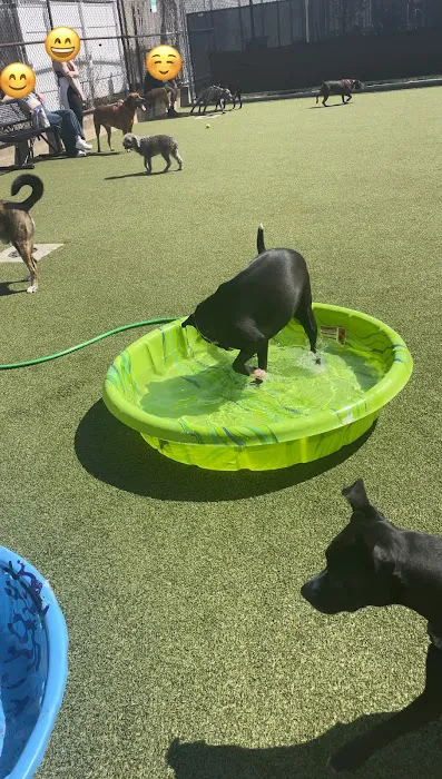 Pops Dogs 3