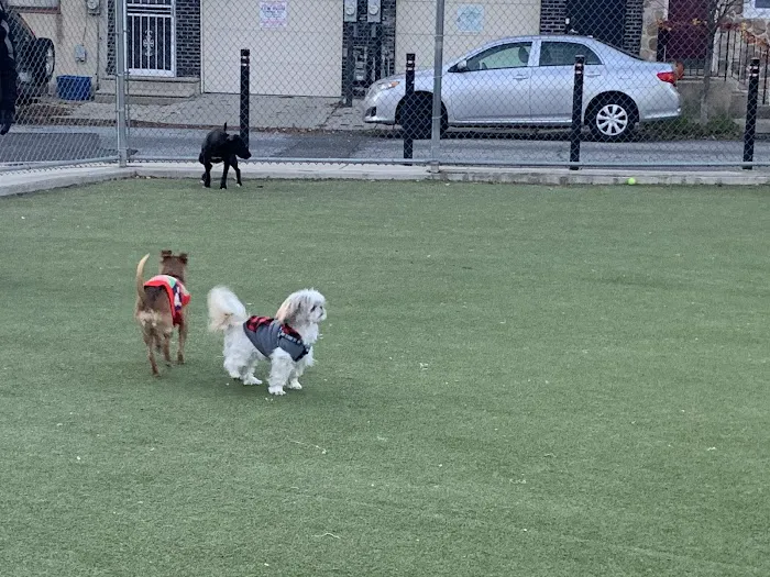 Pops Dogs 7