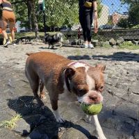 Palmer Doggie Depot ico