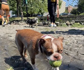 Palmer Doggie Depot
