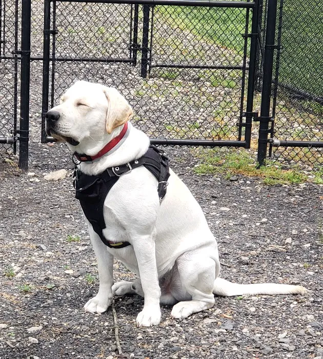 Lynnewood Gardens Dog Park 5