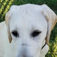 Lynnewood Gardens Dog Park ico