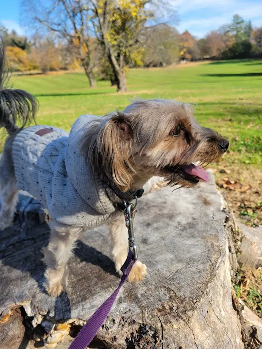 Curtis Dog Park 1