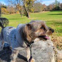 Curtis Dog Park ico