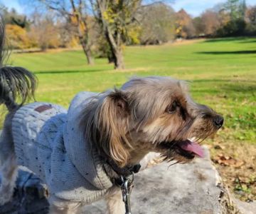 Curtis Dog Park