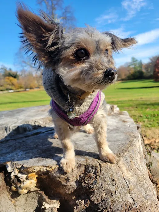 Curtis Dog Park 2