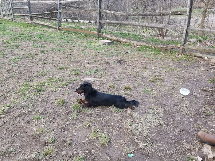 Curtis Dog Park 8