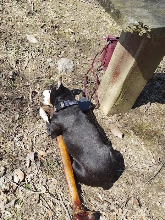 Curtis Dog Park 3
