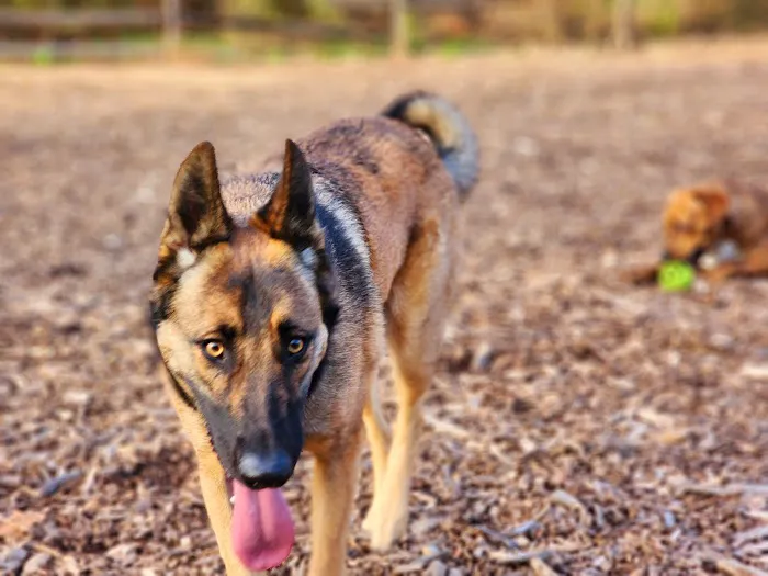 Curtis Dog Park 4
