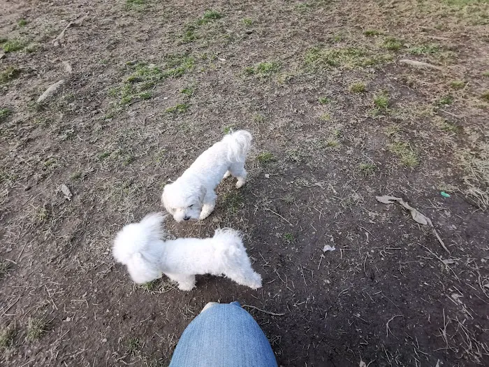 Curtis Dog Park 5