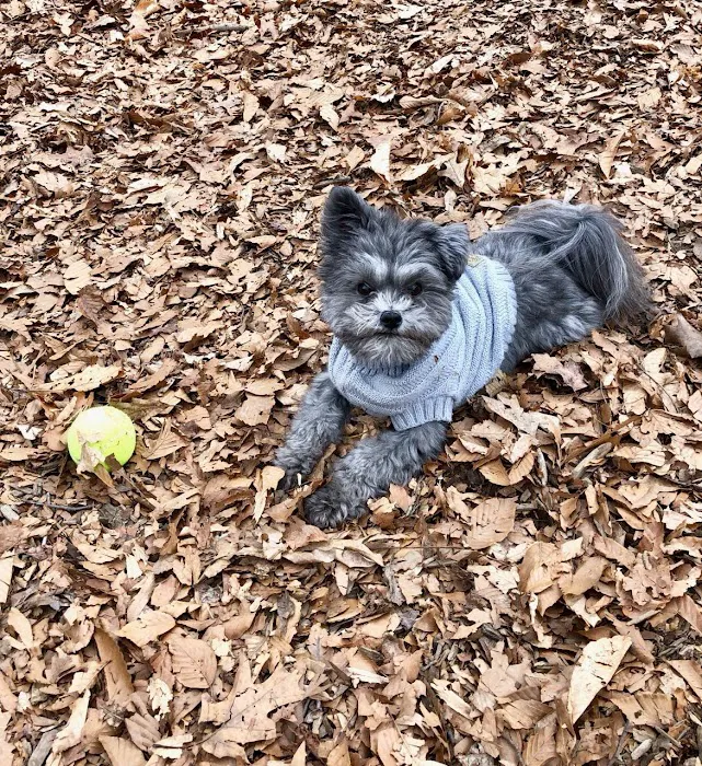 Horsham Dog Park 5