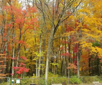 MonDaug Bark Park