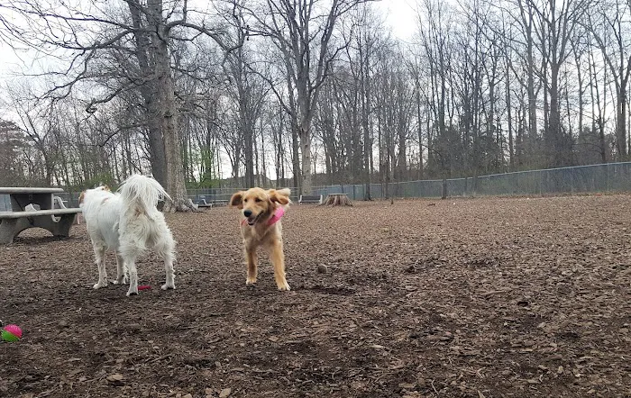 Montgomery Township Bark Park 6