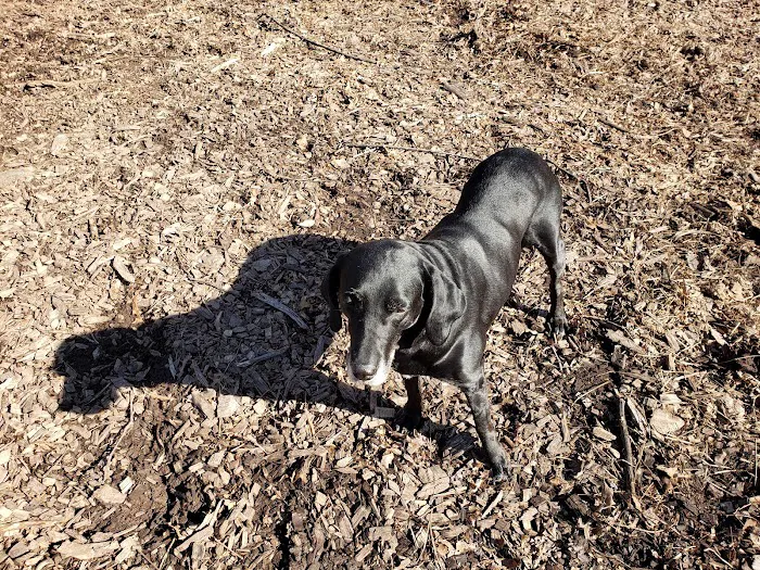 Montgomery Township Bark Park 4