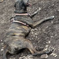 Montgomery Township Bark Park ico