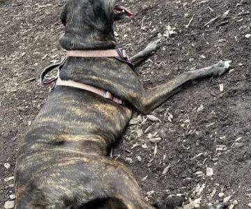 Montgomery Township Bark Park