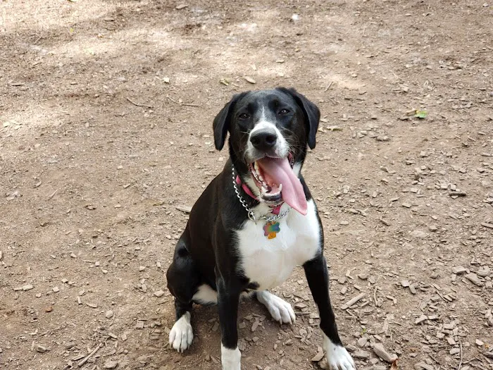 Montgomery Township Bark Park 3