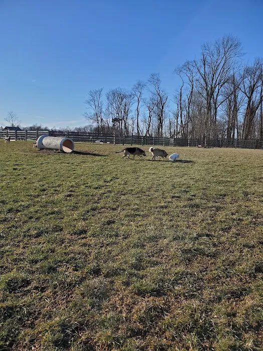 Whitpain Dog Park (member required) 2