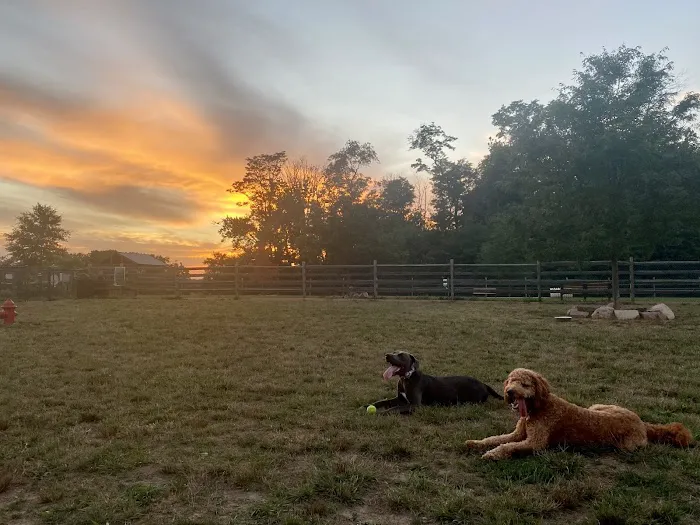 Whitpain Dog Park (member required) 3