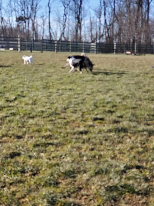 Whitpain Dog Park (member required) 1